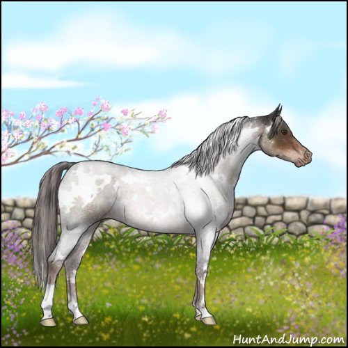 Horse Color:White Spotted Liver Chestnut 