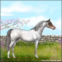 Horse Color:White Spotted Liver Chestnut 