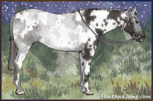 Horse Color:White Spotted Liver Chestnut 