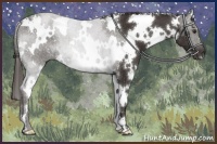 Horse Color:White Spotted Liver Chestnut 