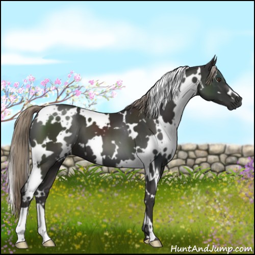 Horse Color:White Spotted Liver Chestnut 