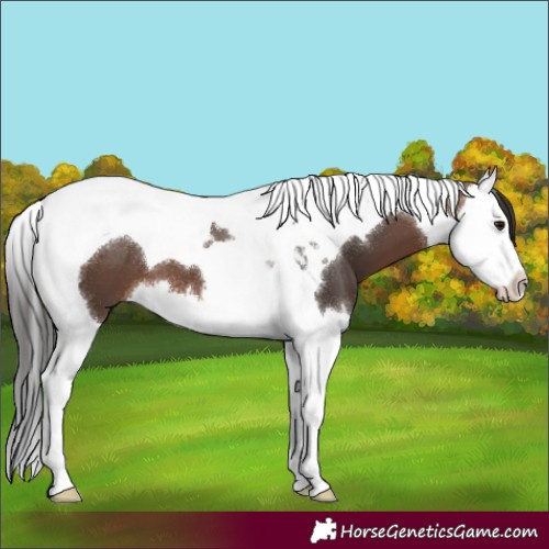 Horse Color:Brown Splash Tobiano 