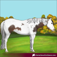 Horse Color:Brown Splash Tobiano