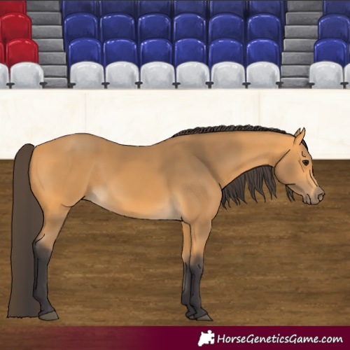 Horse Color:Buckskin 