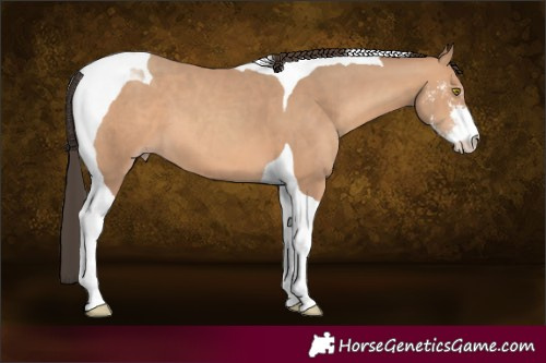 Horse Color:Amber Champagne Sabino Tobiano 