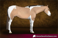 Horse Color:Amber Champagne Sabino Tobiano 
