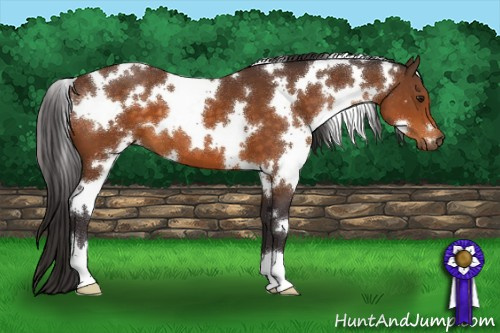 Horse Color:White Spotted Buckskin