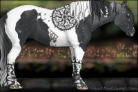 Horse Color:Black Chinchilla Tobiano 
