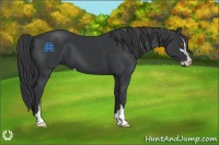 Horse Color:Black Sabino 