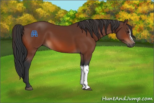 Horse Color:Brown 