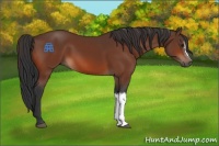 Horse Color:Brown 