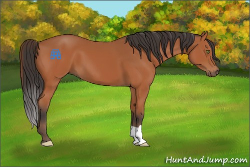 Horse Color:Bay 