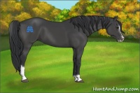 Horse Color:Black Sabino 