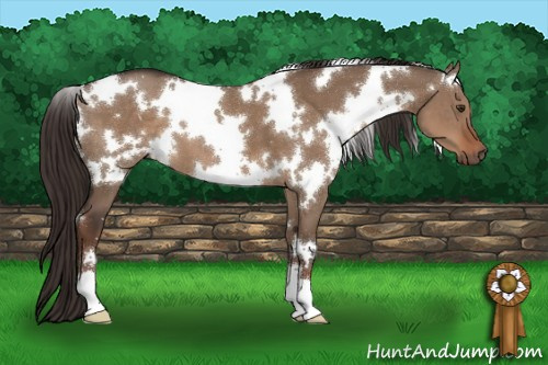 Horse Color:White Spotted Liver Red Dun 