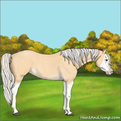 Horse Color:Silver Buckskin Roan Splash 