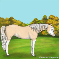 Horse Color:Silver Buckskin Roan Splash 