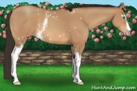 Horse Color:White Spotted Amber Champagne 