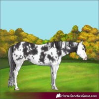 Horse Color:White Spotted Smoky Black Splash 