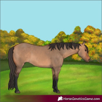 Horse Color:Bay Dun 