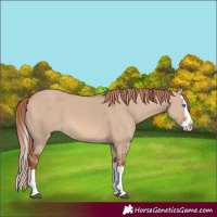Horse Color:Red Dun Splash 