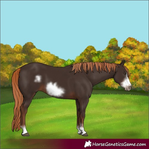 Horse Color:Liver Chestnut Frame 