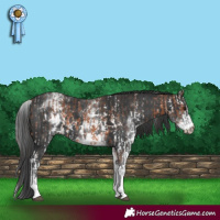 Horse Color:Bay Sabino and White Spotted Black