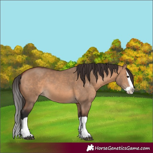 Horse Color:Bay Dun Splash 