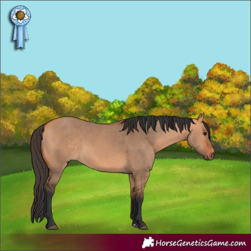 Horse Color:Bay Dun 