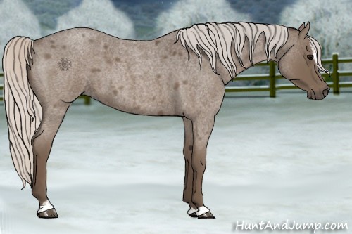 Horse Color:Silver Blue Roan Sabino