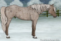 Horse Color:Silver Blue Roan Sabino 