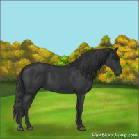 Horse Color:Black  and Black 