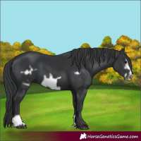 Horse Color:Black  and Black Frame 
