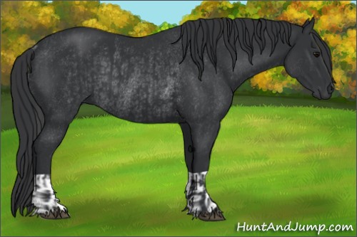 Horse Color:Black  and Black Rabicano 