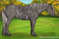 Horse Color:Black Rabicano  and Silver Black Rabicano 