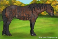 Horse Color:Black and Brown