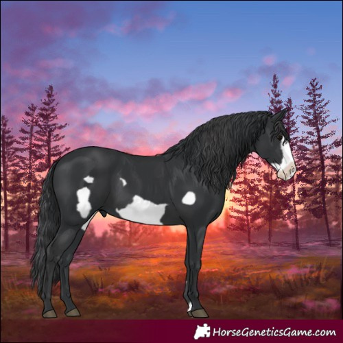 Horse Color:Black  and Black Frame 