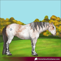 Horse Color:Bay Roan Dun  and White Spotted Bay 