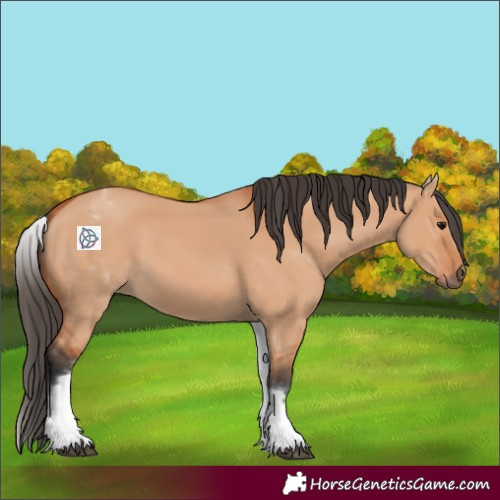 Horse Color:White Spotted Bay Dun 