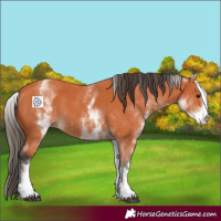 Horse Color:White Spotted Bay 