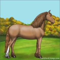 Horse Color:Chestnut 