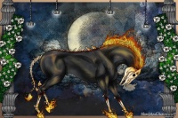 Horse Color:Black  and Black 