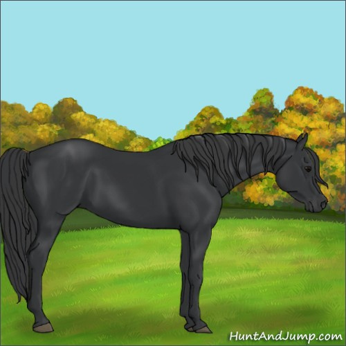 Horse Color:Black  and Black 