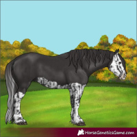 Horse Color:Smoky Black  and Smoky Black Splash 