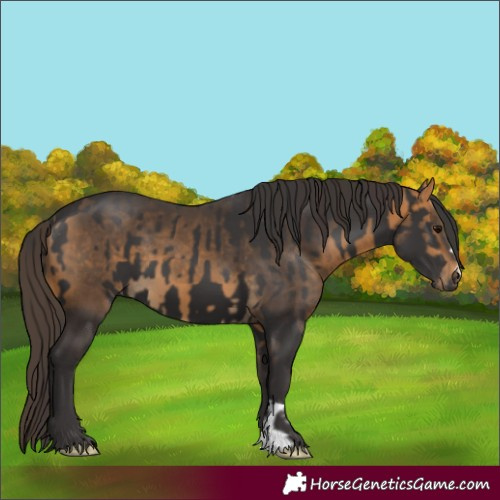 Horse Color:Smoky Black and Buckskin