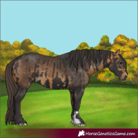 Horse Color:Smoky Black and Buckskin