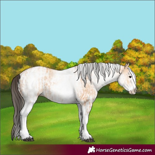 Horse Color:White Spotted Bay Dun Rabicano and White Spotted Bay Dun Rabicano