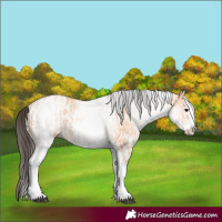 Horse Color:White Spotted Bay Dun Rabicano  and White Spotted Bay Dun Rabicano 