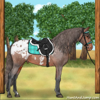 Horse Color:Bay Appaloosa  and Bay Appaloosa 