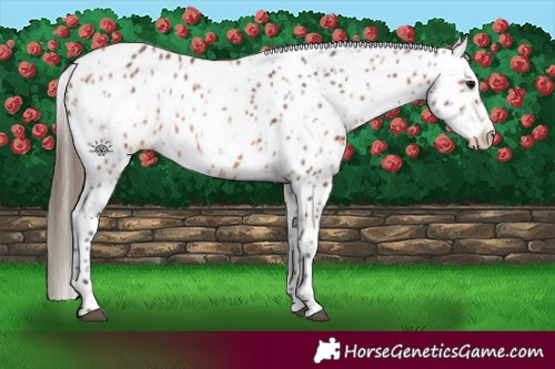 Horse Color:Bay Leopard  and Bay Leopard 