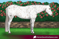 Horse Color:Bay Leopard  and Bay Leopard 